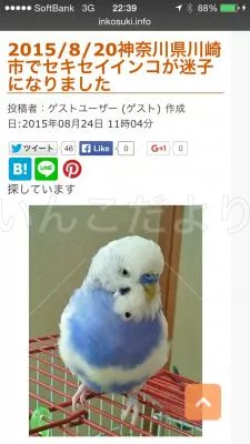 コメントの画像