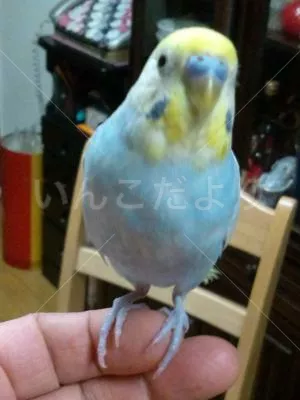 コメントの画像