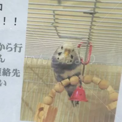 コメントの画像