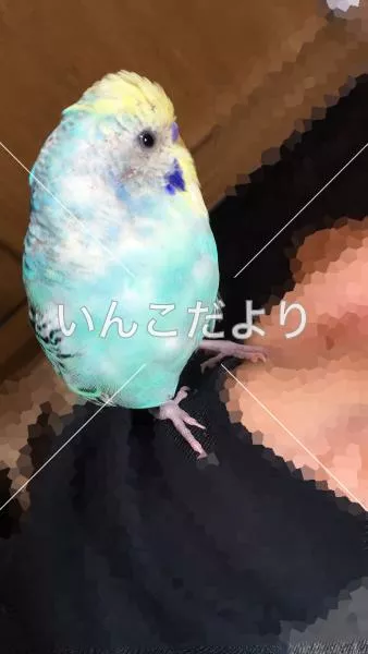 コメントの画像