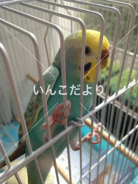 コメントの画像