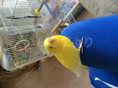 コメントの画像