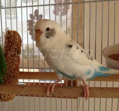 コメントの画像