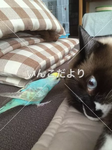 コメントの画像