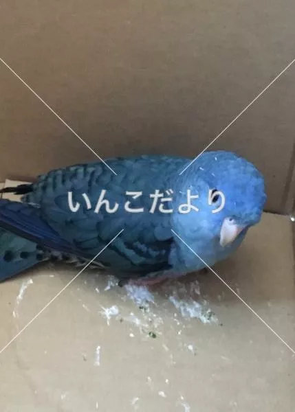 コメントの画像