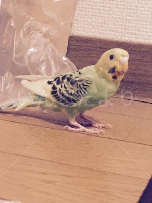 コメントの画像