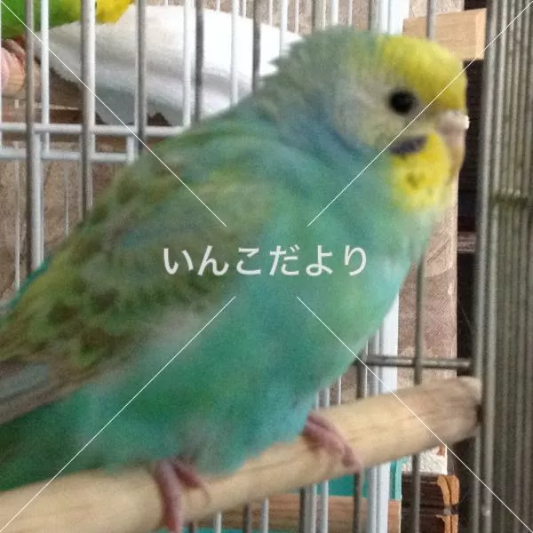 コメントの画像