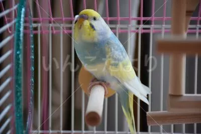 コメントの画像