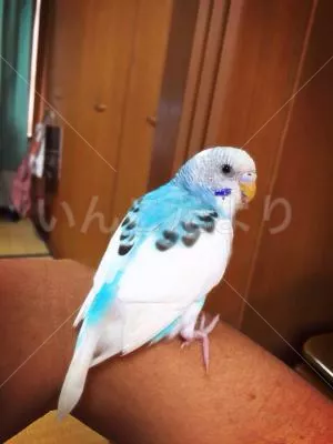 コメントの画像