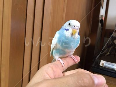 コメントの画像