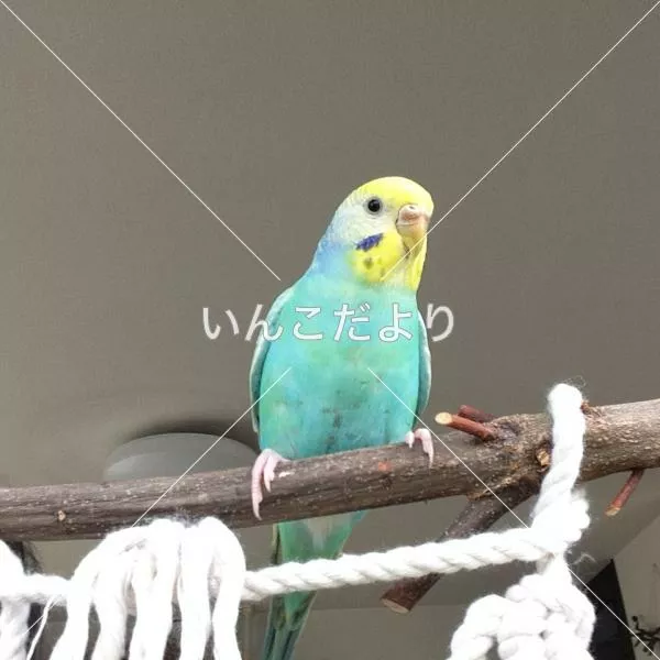 コメントの画像