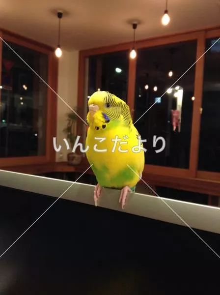 コメントの画像