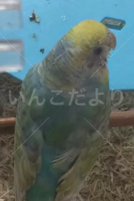 コメントの画像