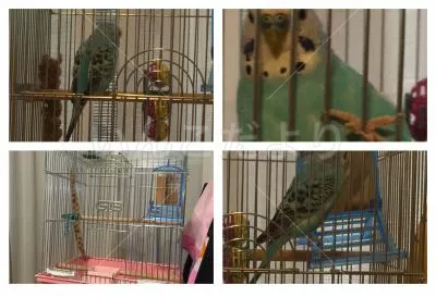 コメントの画像