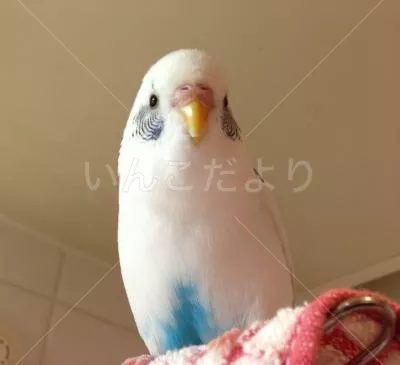 コメントの画像