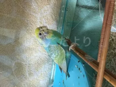 コメントの画像