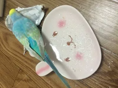 コメントの画像