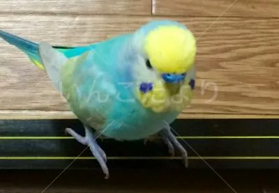 コメントの画像