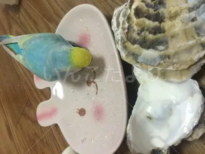 コメントの画像