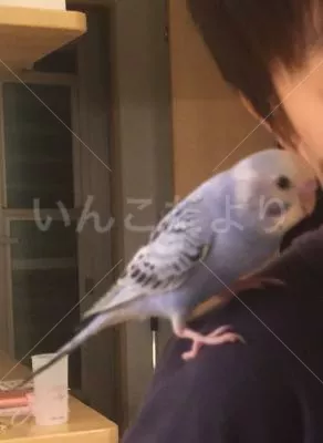 コメントの画像