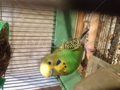 コメントの画像