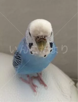 コメントの画像