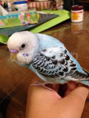 コメントの画像