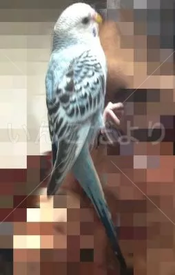 コメントの画像