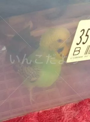 コメントの画像