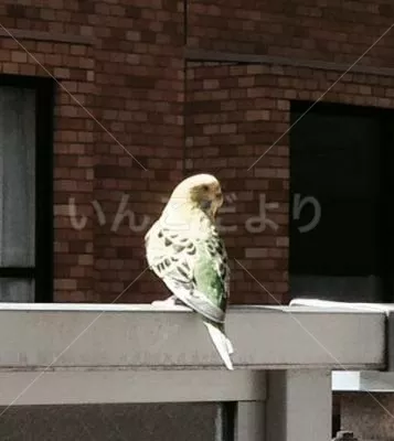 コメントの画像