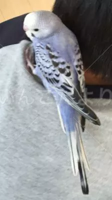 コメントの画像