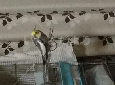 コメントの画像