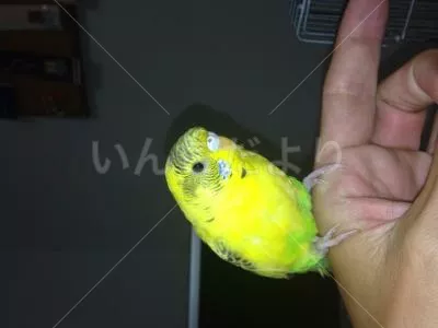 コメントの画像