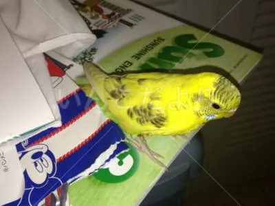 コメントの画像