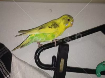 コメントの画像