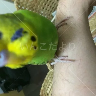 コメントの画像