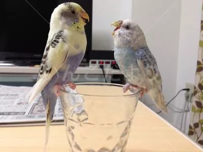 コメントの画像