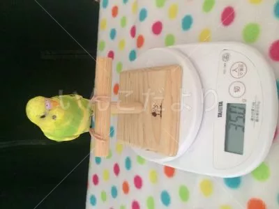 コメントの画像