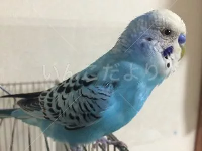 コメントの画像