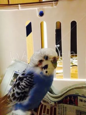 コメントの画像