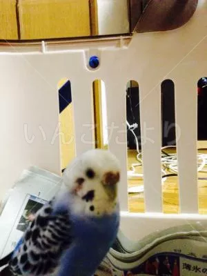 コメントの画像