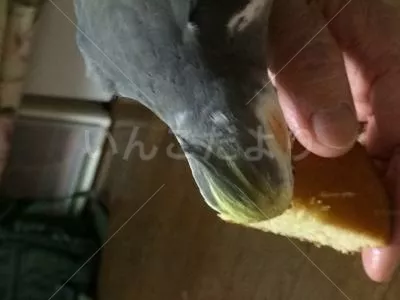 コメントの画像