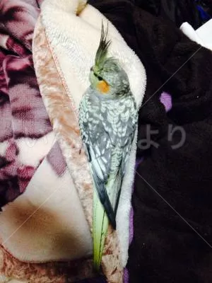 コメントの画像