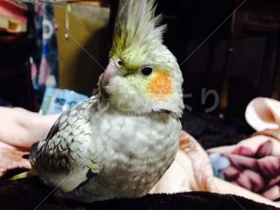 コメントの画像