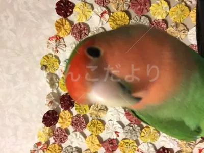 コメントの画像