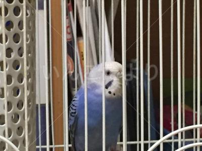 コメントの画像