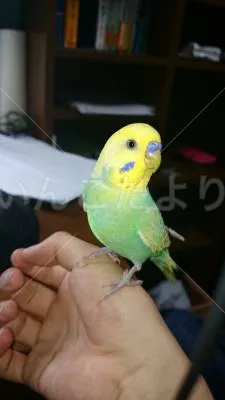 コメントの画像