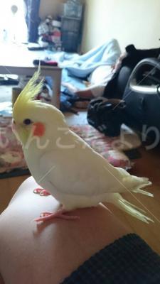 コメントの画像