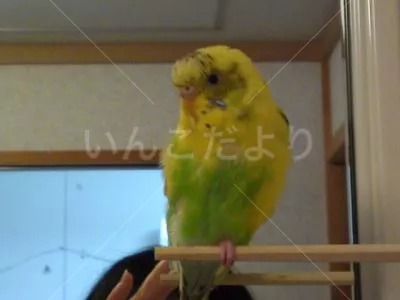 コメントの画像