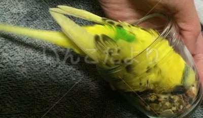 コメントの画像